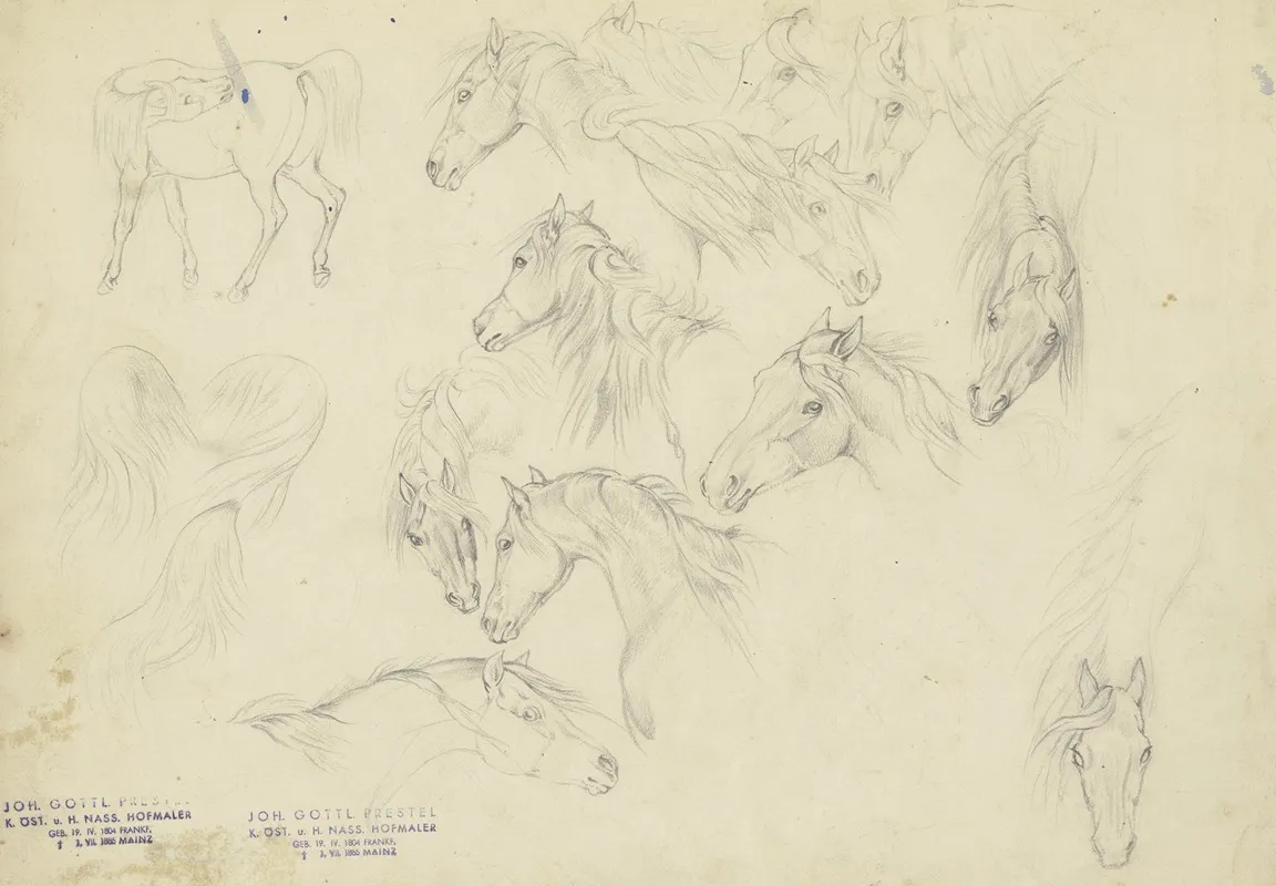 Study Sheet Horses Heads