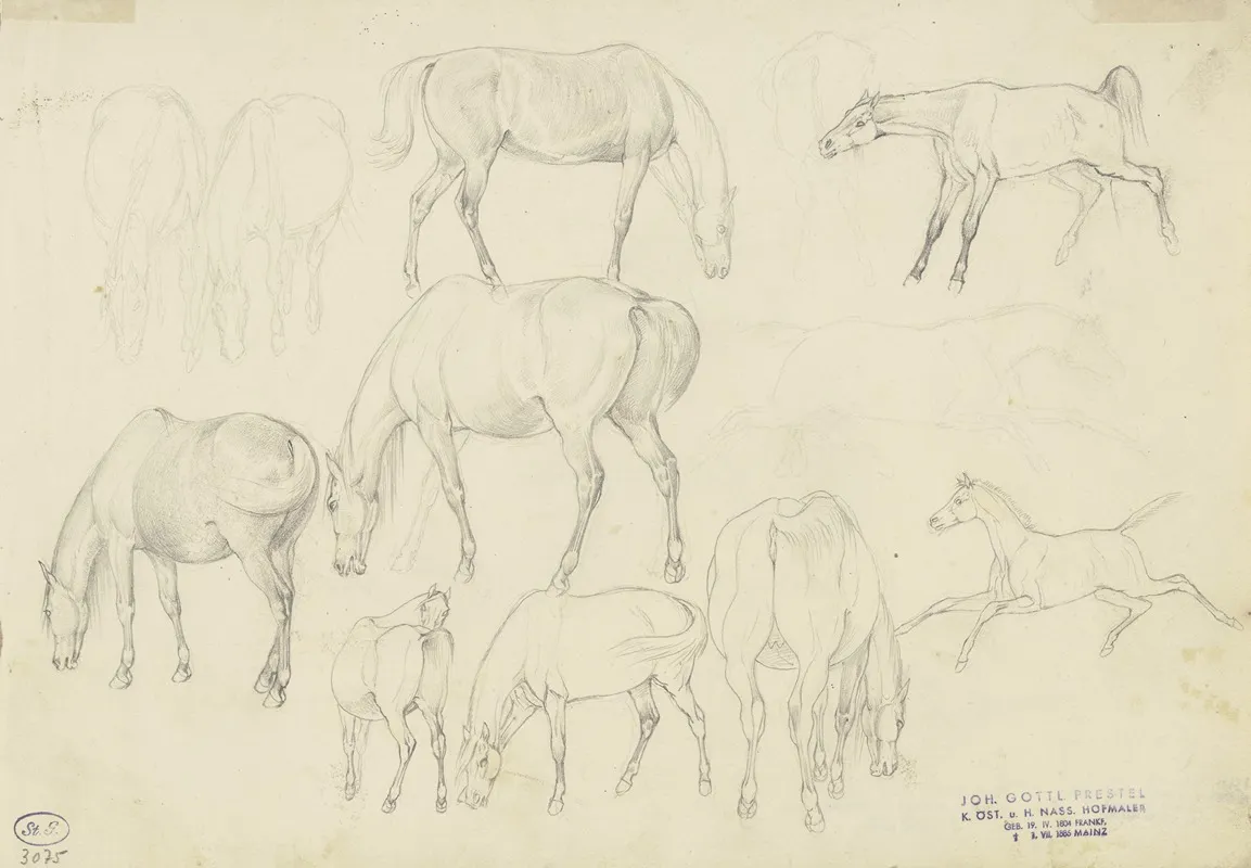 Study Sheet Horses by Johann Erdmann Gottlieb Prestel - Canvas Print