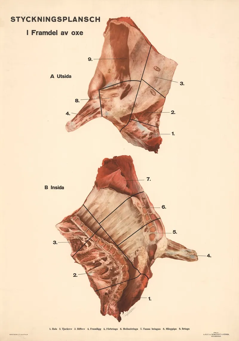 Styckningsplansch I Framdel Av Oxe by Max Richter - Canvas Print