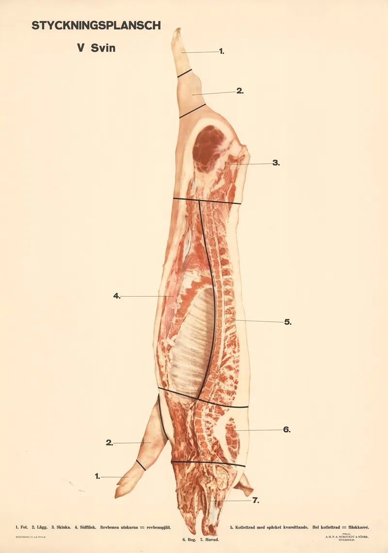 Styckningsplansch V Svin by Max Richter - Canvas Print