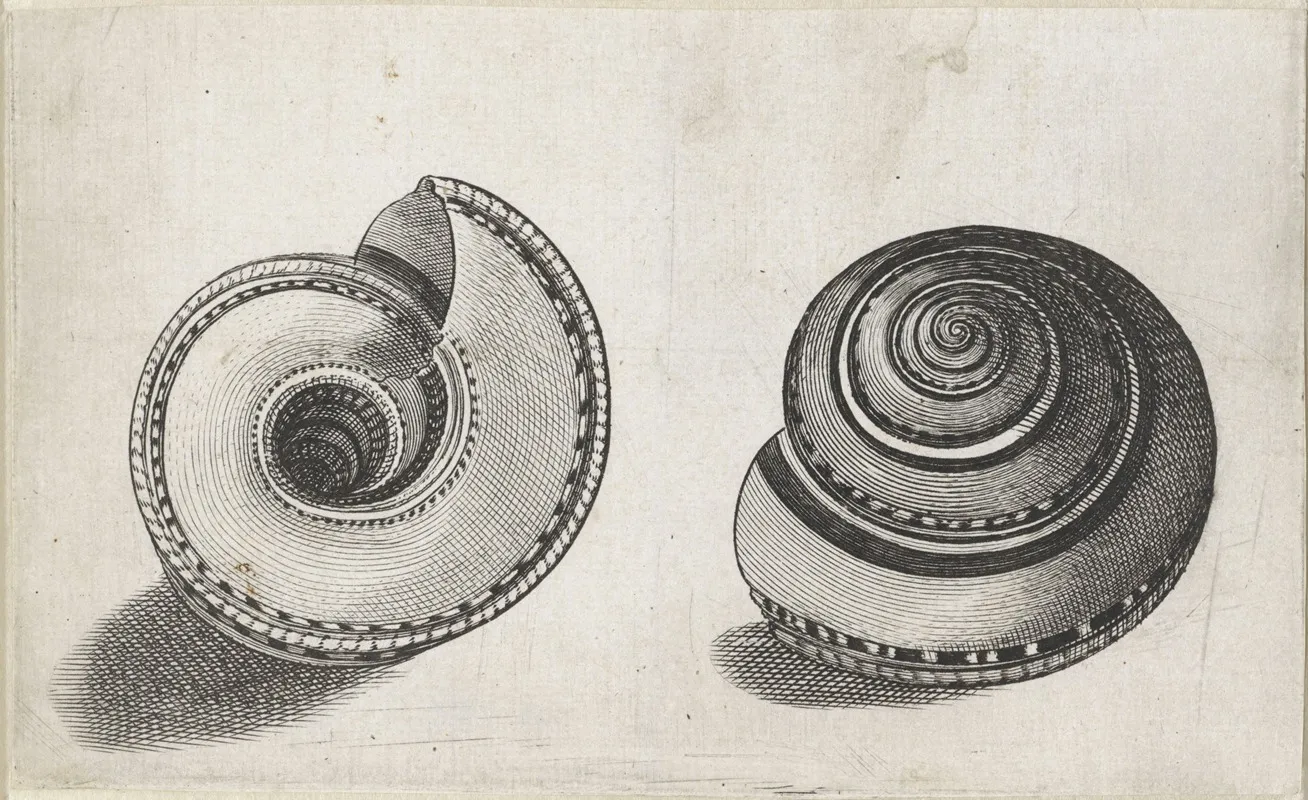 Sundial Shell Architectonica Perspectiva