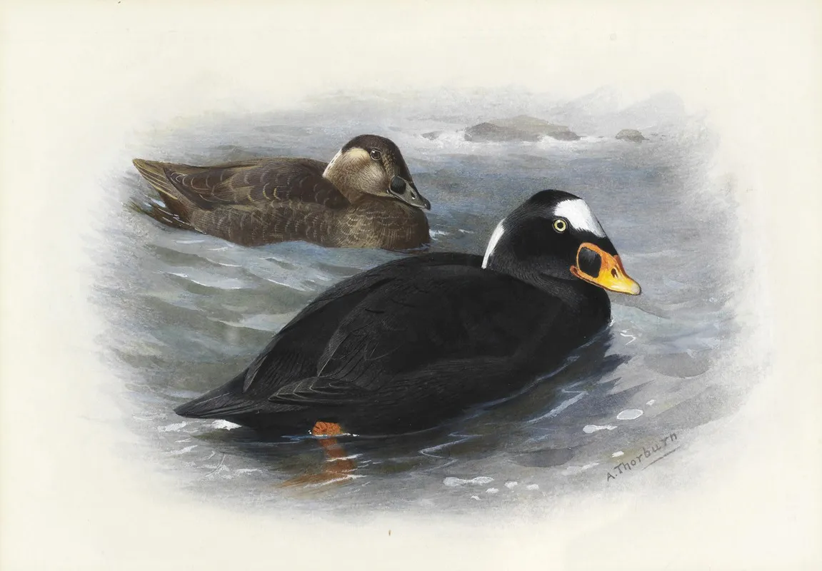 Surf Scoter by Archibald Thorburn - Canvas Print