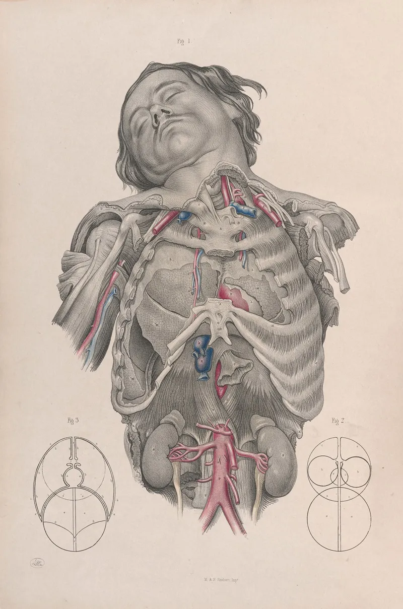 Surgical Anatomy Pl 01