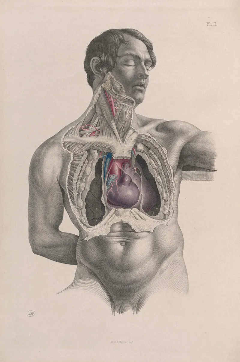 Surgical Anatomy Pl 02 by Joseph Maclise - Canvas Print