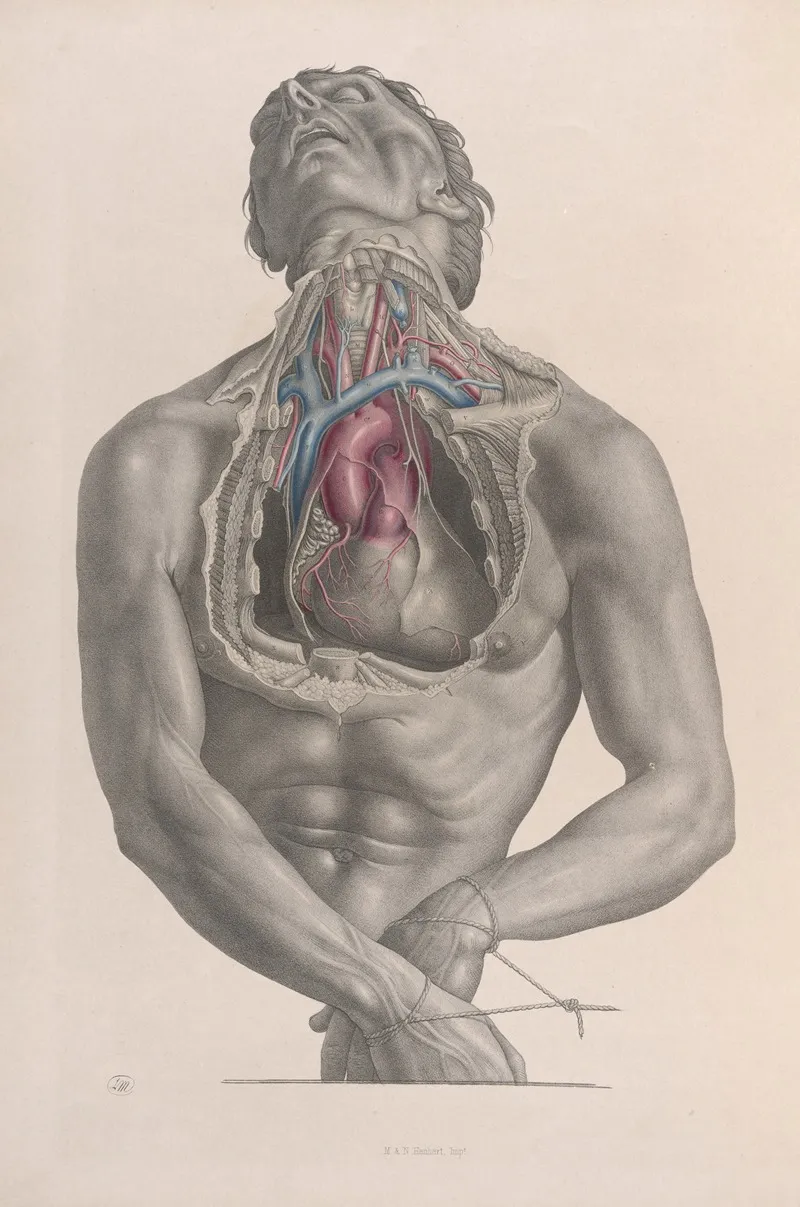 Surgical Anatomy Pl 03 by Joseph Maclise - Canvas Print