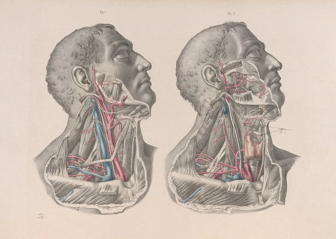Surgical Anatomy Pl 06 by Joseph Maclise - Canvas Print