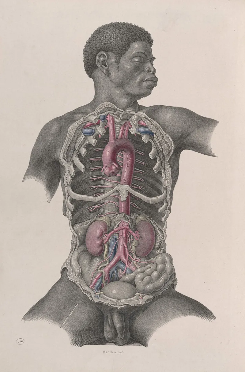 Surgical Anatomy Pl 24 by Joseph Maclise - Canvas Print