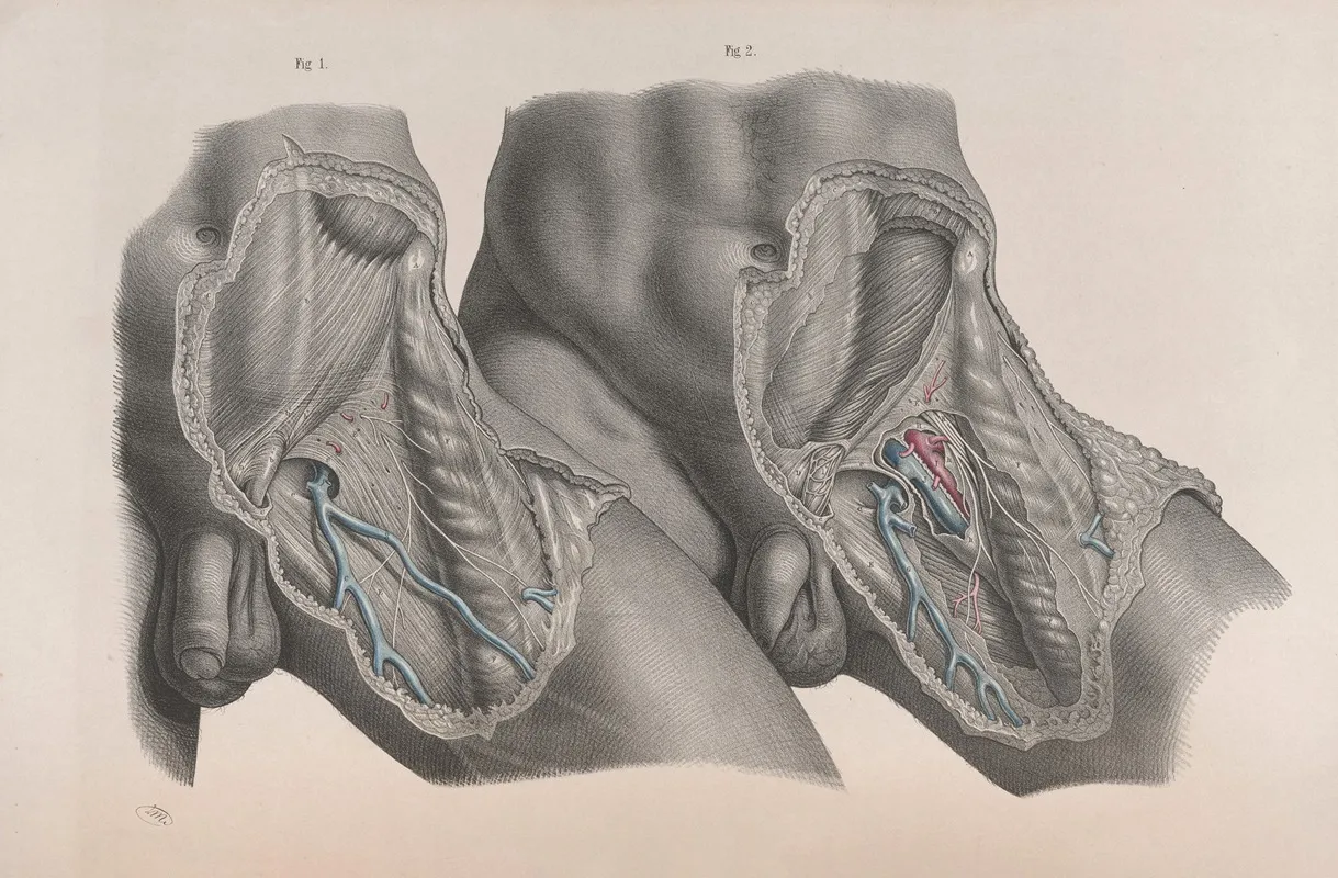 Surgical Anatomy Pl 27