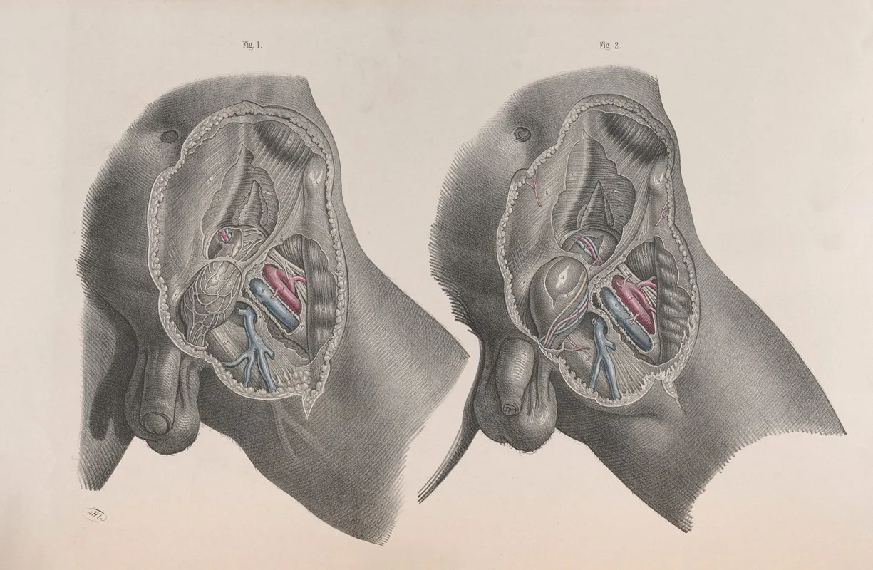 Surgical Anatomy Pl 29 by Joseph Maclise - Canvas Print
