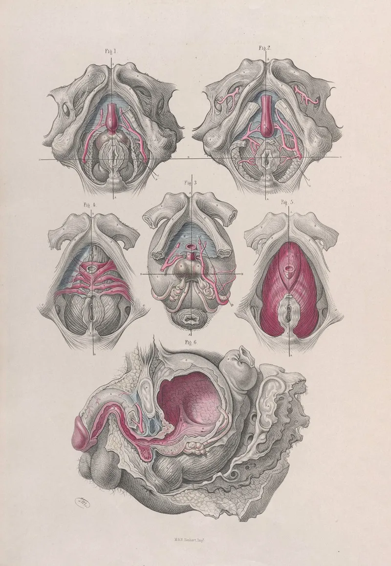 Surgical Anatomy Pl 41 by Joseph Maclise - Canvas Print
