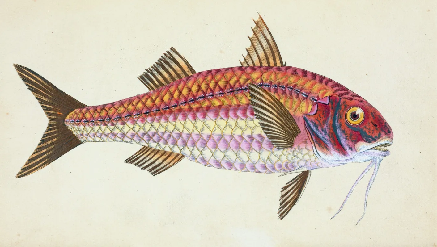 Surmulet Mullus Surmuletus by Edward Donovan - Canvas Print