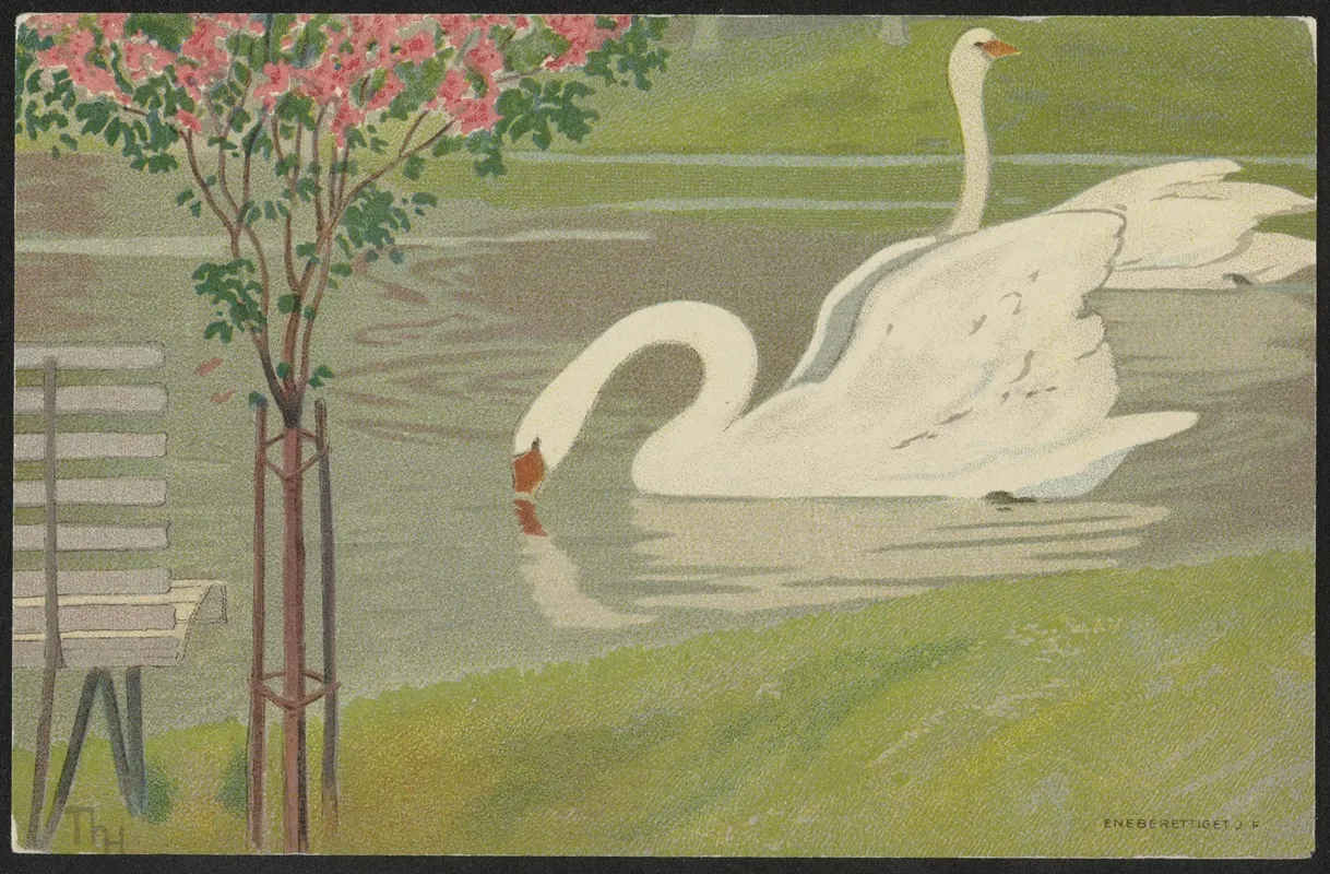 Swans 2 by Thorolf Holmboe - Canvas Print