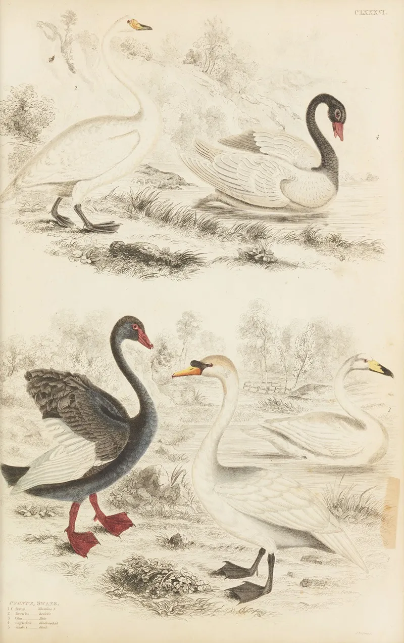 Swans 3 by William MacGillivray - Canvas Print