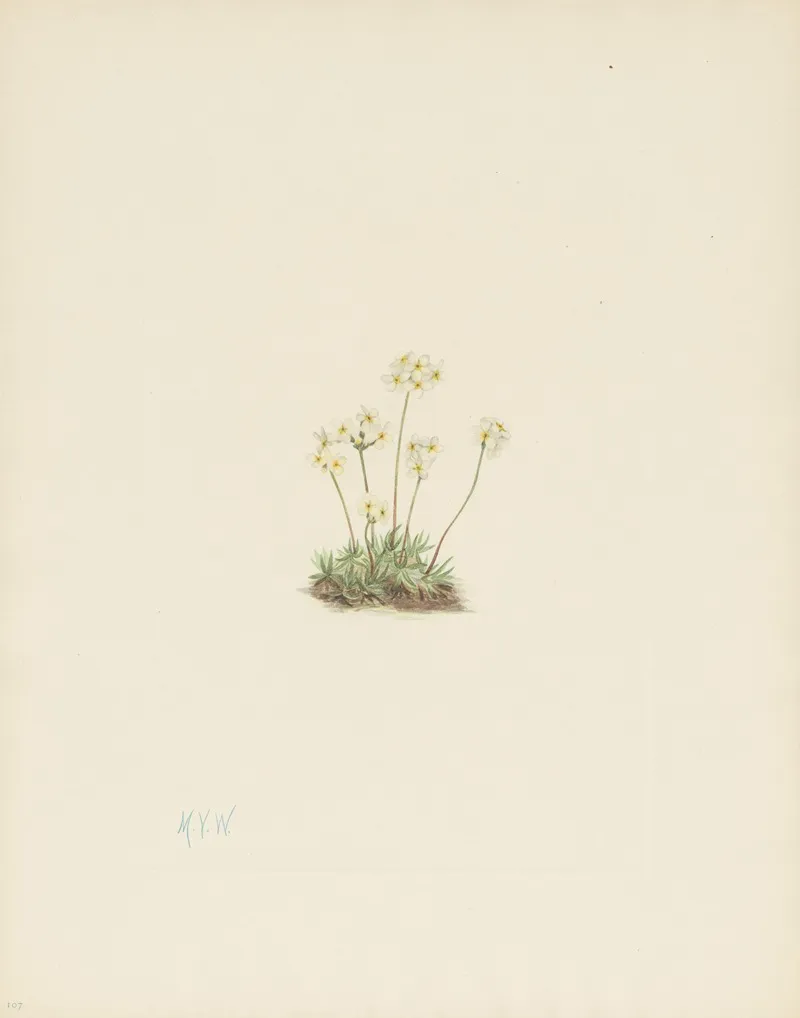 Sweet Androsace Androsace Carinata 3