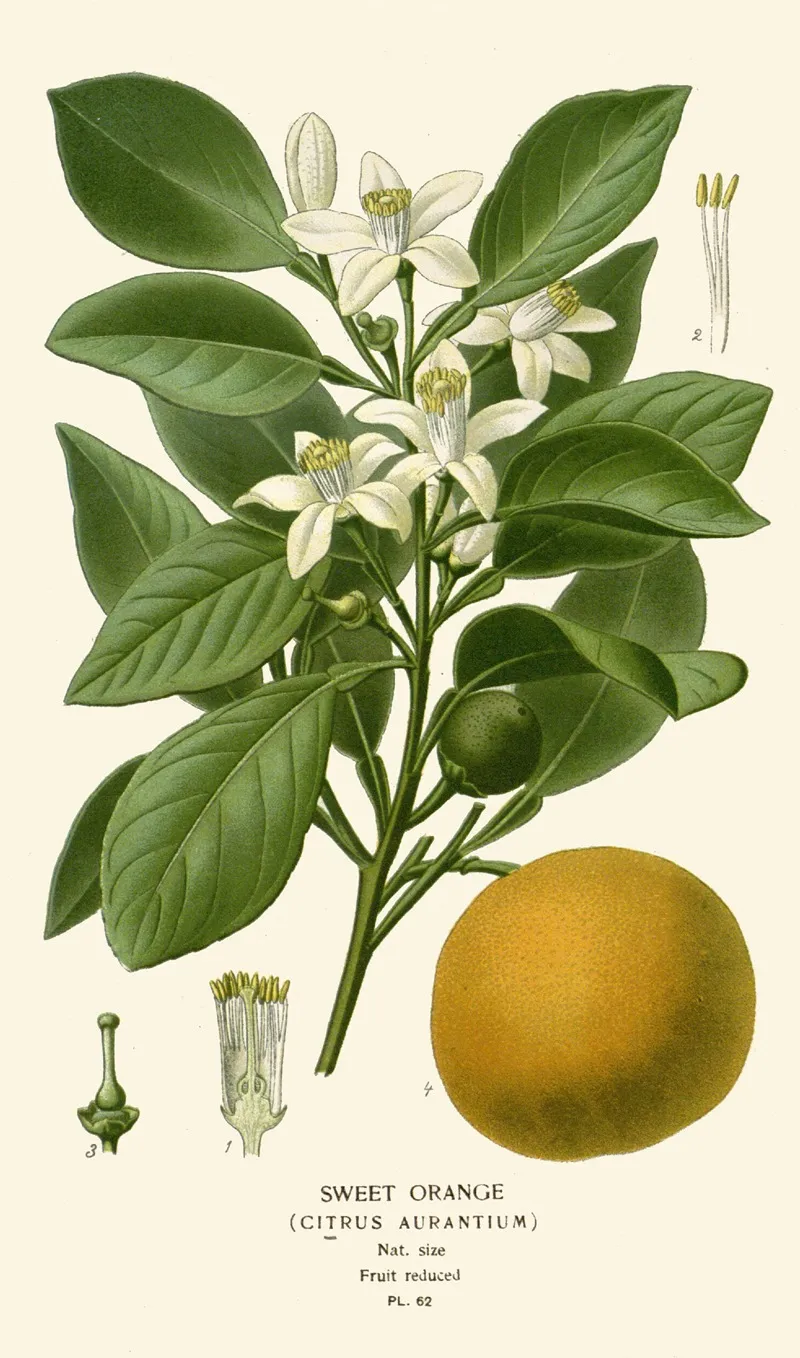 Sweet Orange by Edward Step - Canvas Print