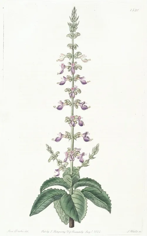 Sweet Scented Coleus