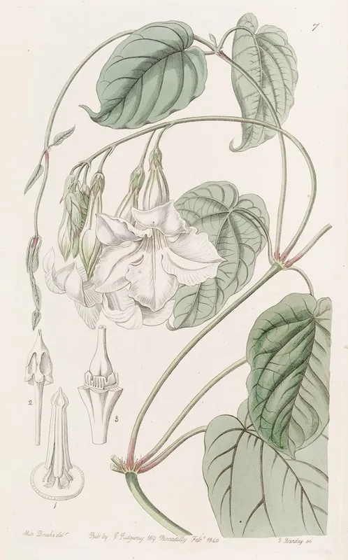 Sweet Scented Mandevilla