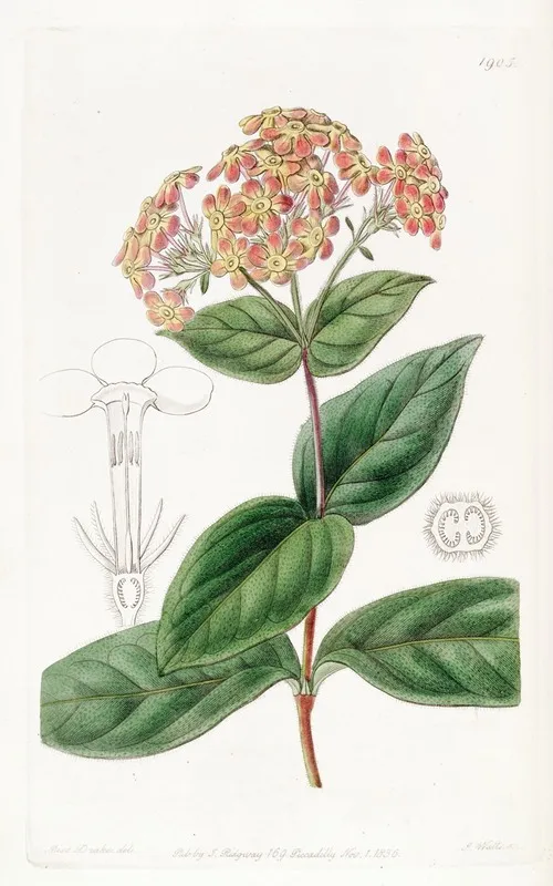 Sweet Scented Rondeletia