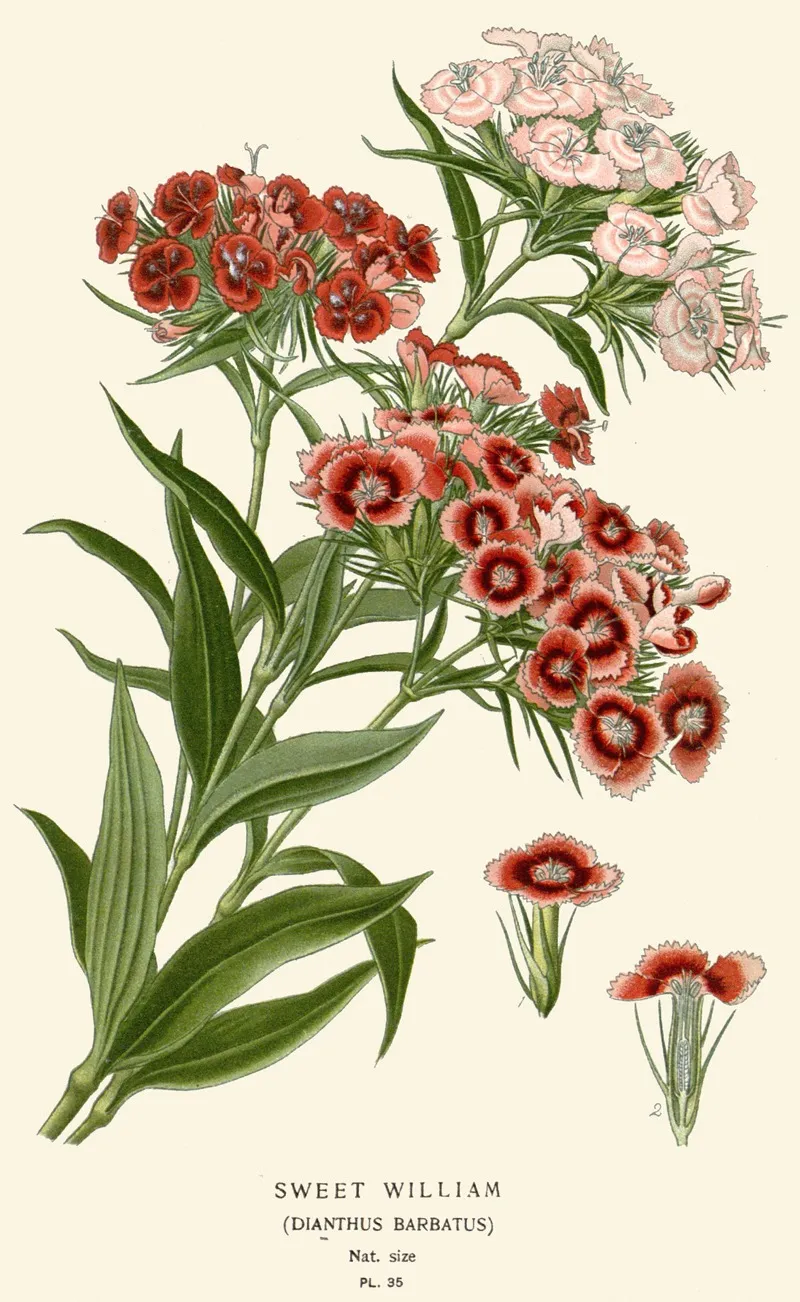 Sweet William by Edward Step - Canvas Print