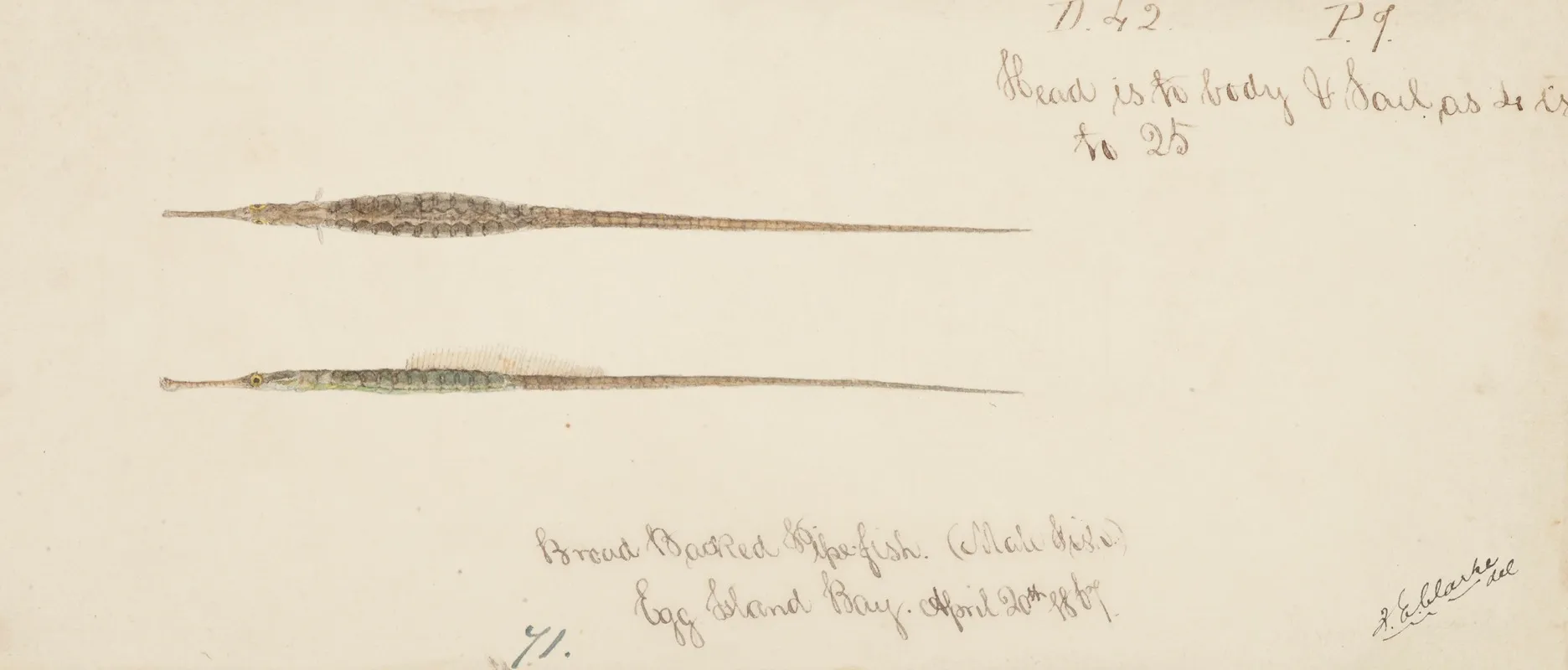 Syngnathidae Broad Bodied Pipefish