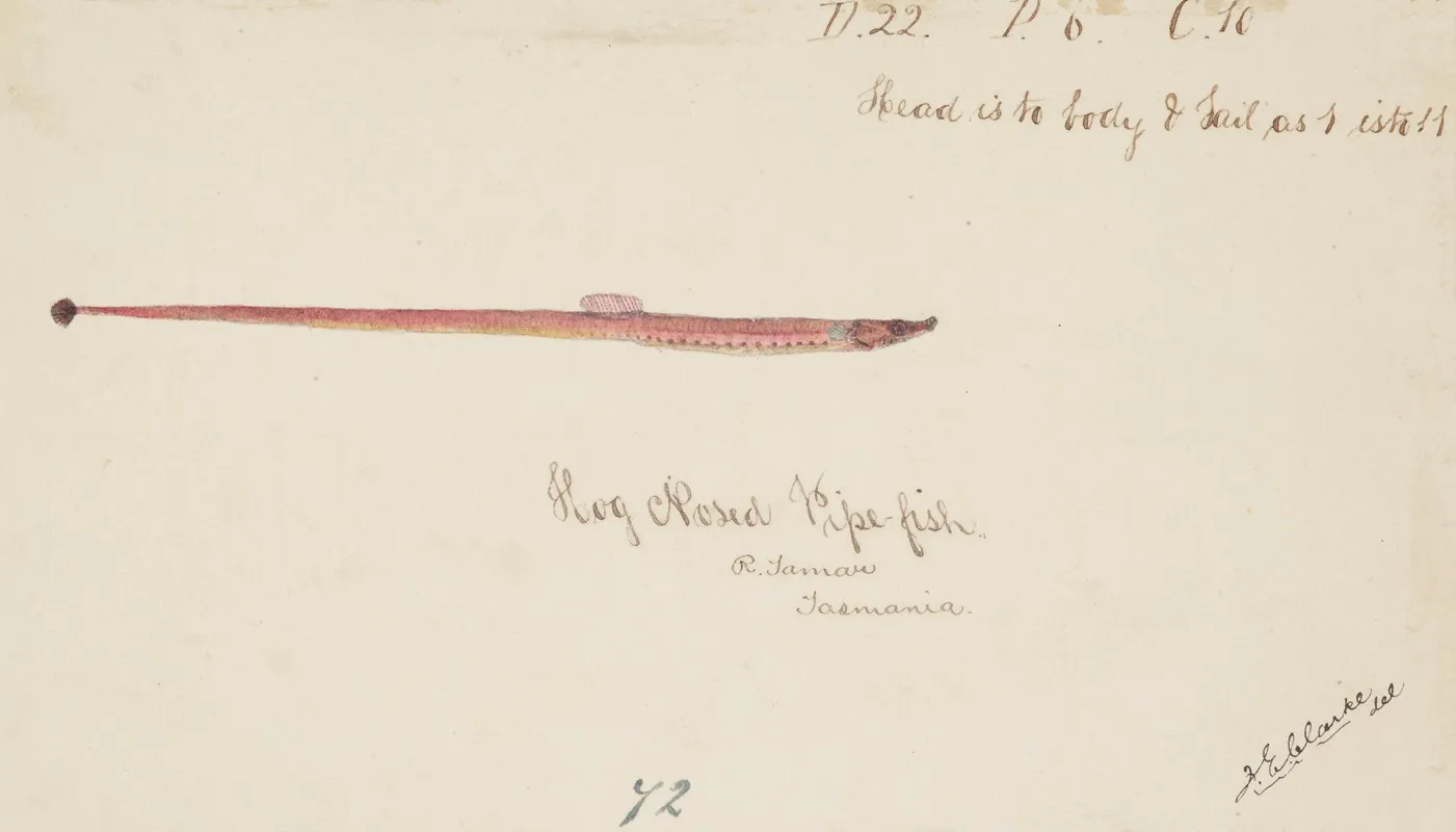 Syngnathidae Pipefish