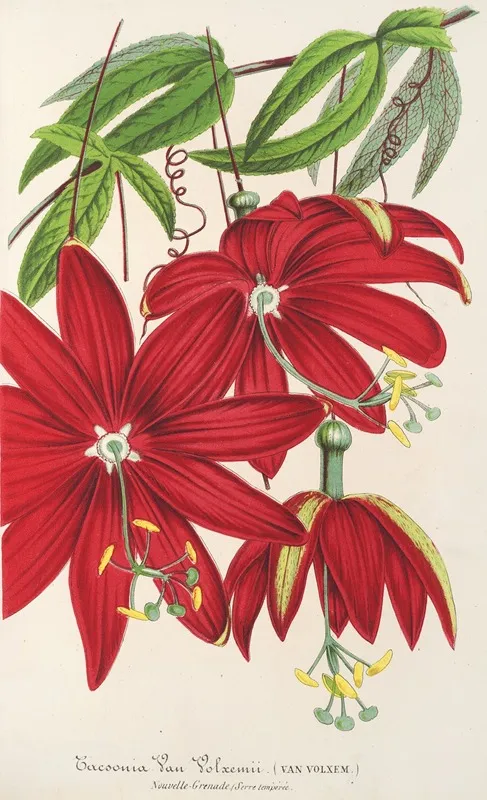 Tacsonia Van Volxemii