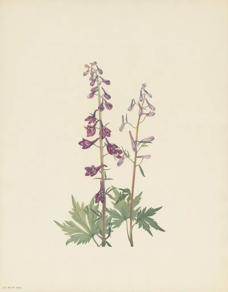Tall Larkspur Delphinium Elongatum 3