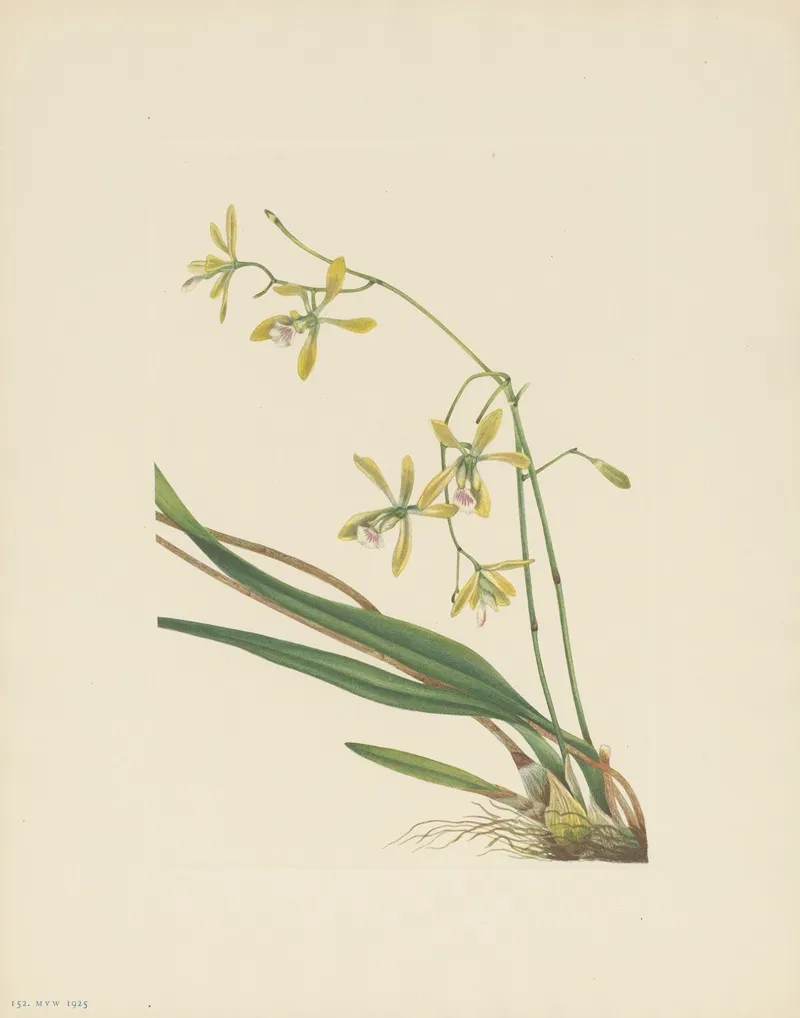 Tampa Epidendrum Epidendrum Tampense 3
