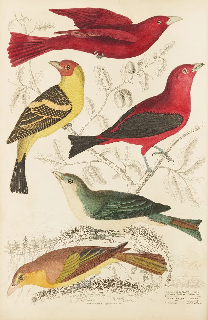 Tanagers