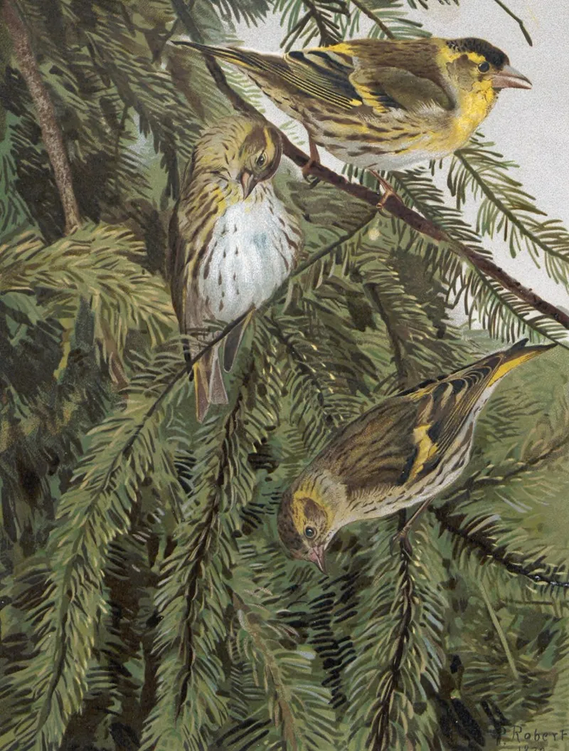 Tarin by Léo-Paul Robert - Canvas Print