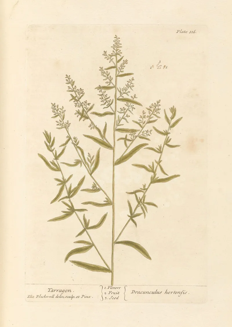 Tarragon