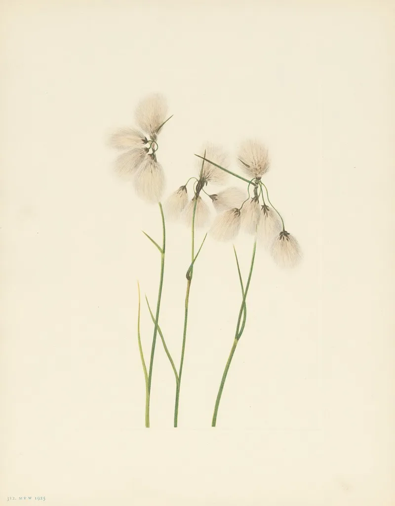 Tassel Cottongrass Eriophorum Angustifolium 3