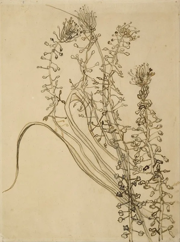 Tassel Hyancinth