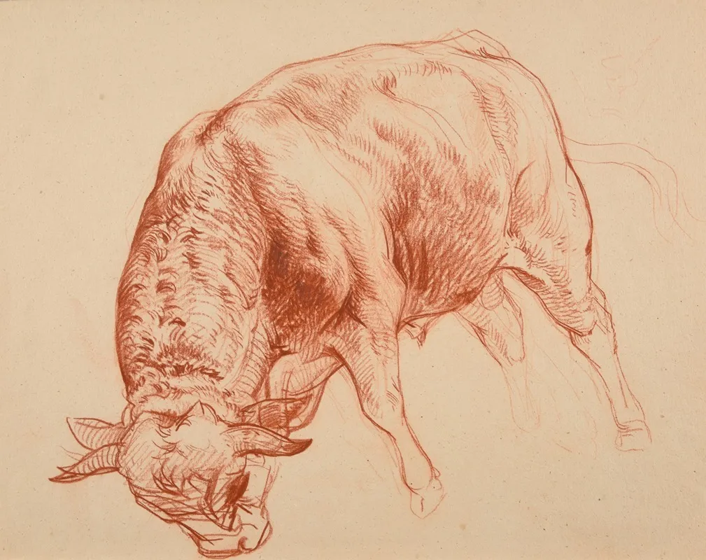 Taurillon