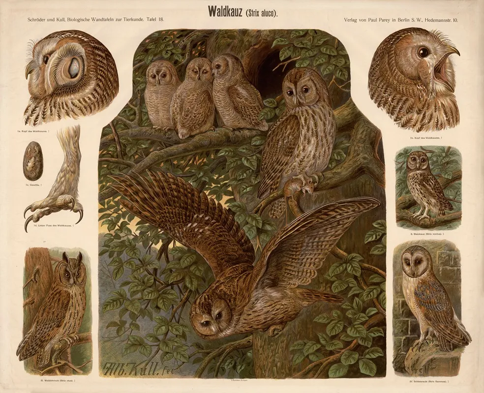Tawny Owl Strix Aluco by Albert Kull - Canvas Print