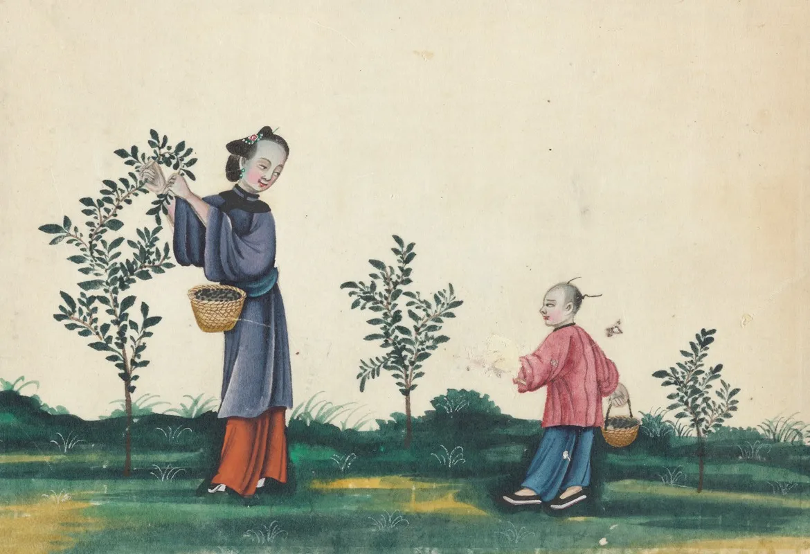 Tea Bushes Picking