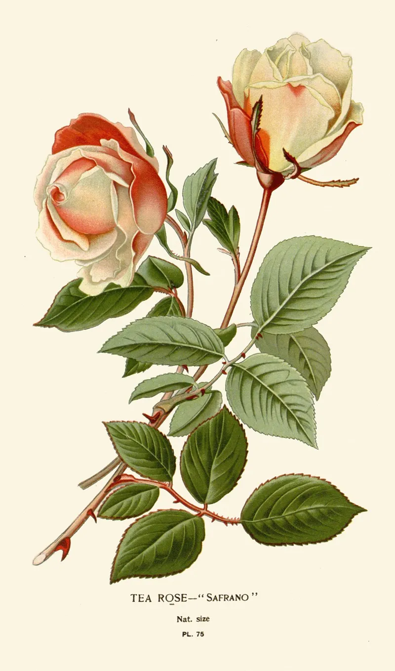 Tea Rose Safrano by Edward Step - Canvas Print