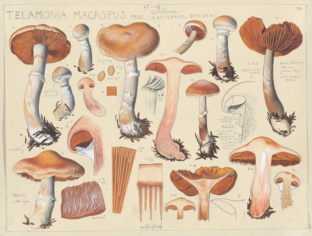 Telamonia Macropus Pers