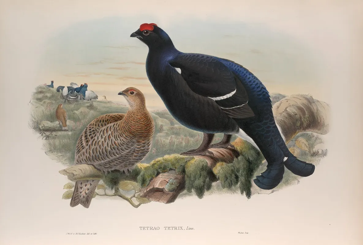 Tetrao Tetrix Blackcock by John Gould - Canvas Print