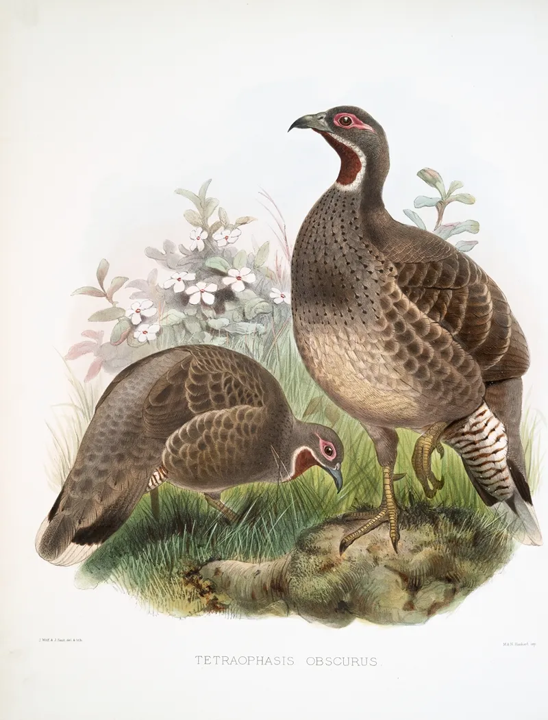 Tetraophasis Obscurus 2 by Joseph Smit - Canvas Print