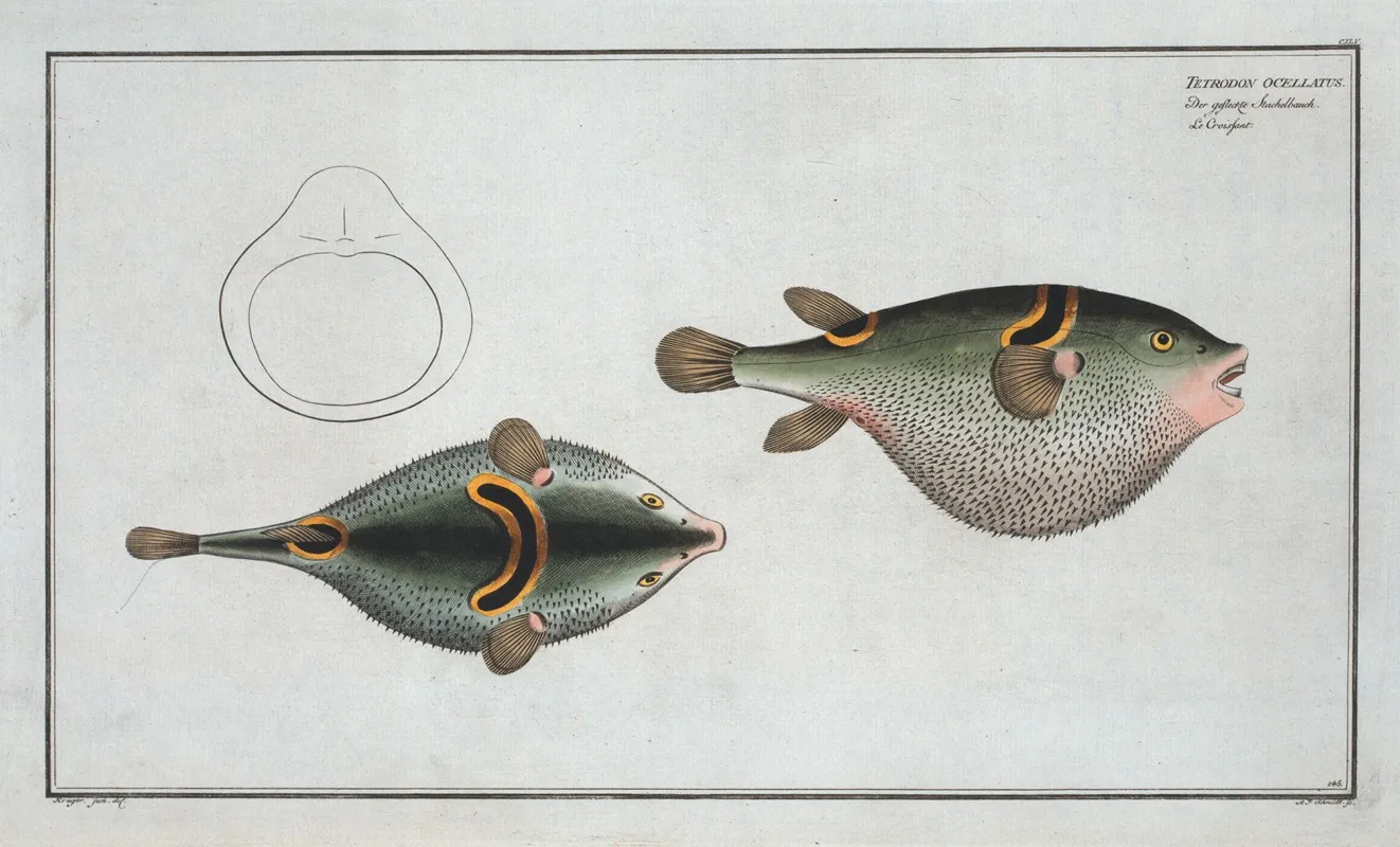 Tetrodon Ocellatus by Marcus Elieser Bloch - Canvas Print