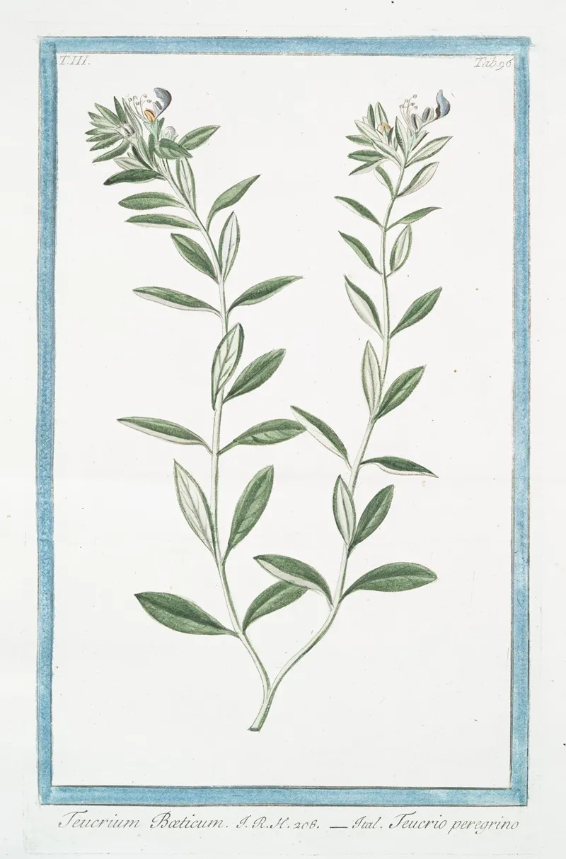 Teucrium Boeticum Teucrio Peregrino Wild Einkorn