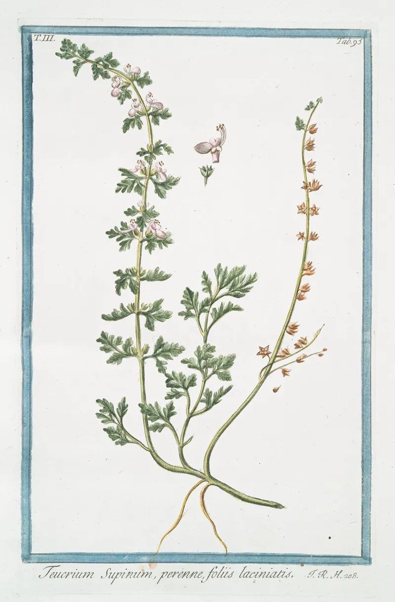 Teucrium Supinum Perenne Foliis Laciniatis Germander