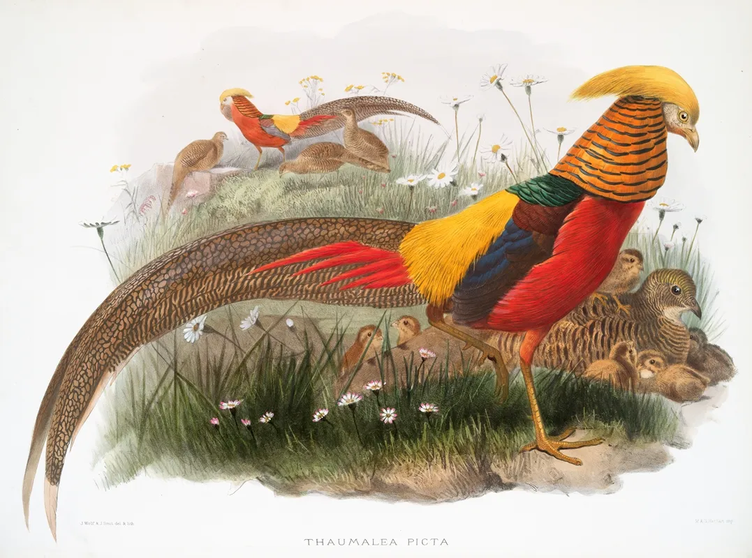 Thaumalea Picta 2 by Joseph Smit - Canvas Print