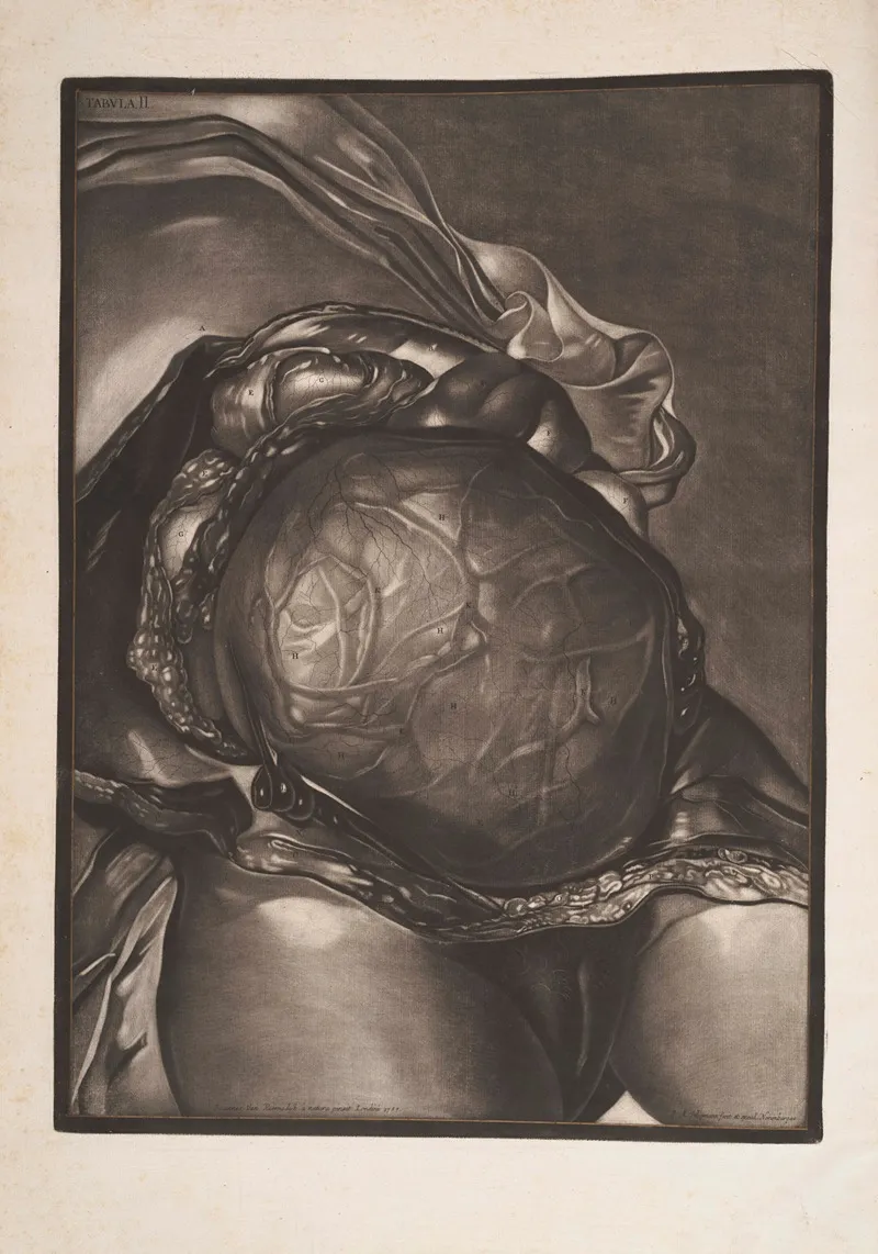 The Abdomen Laid Open With The Uterus Injected And Displayed Immediately As Laid Under The Teguments by Jan van Rymsdyk - Canvas Print