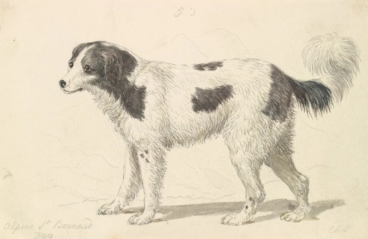 The Alpine Or Great St Bernard Dog