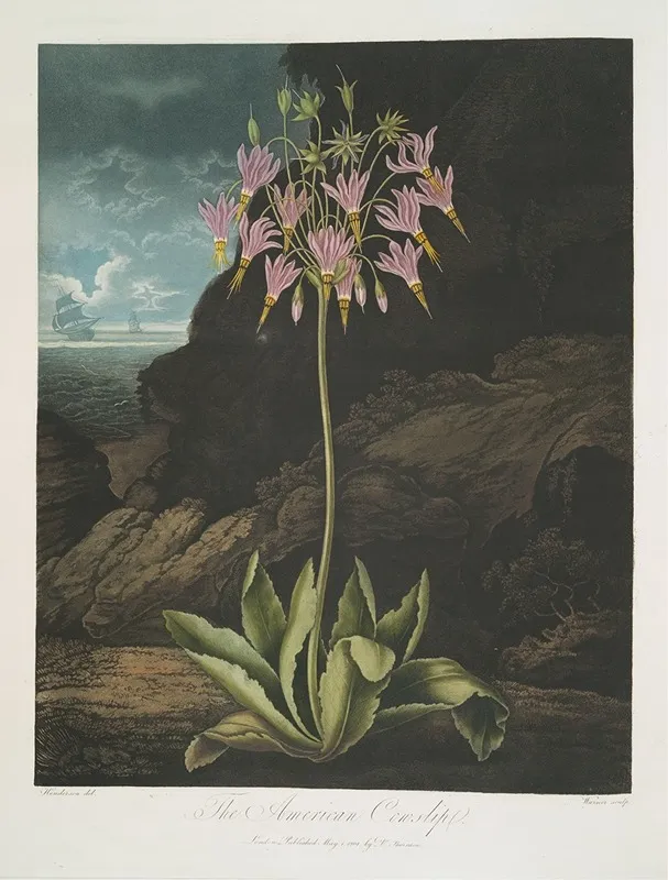 The American Cowslip 2 by Robert John Thornton - Canvas Print