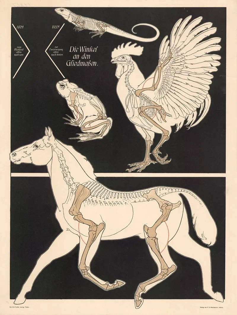 The Angles Of The Limbs