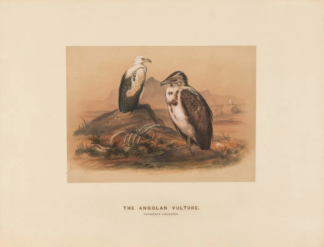 The Angoloan Vulture