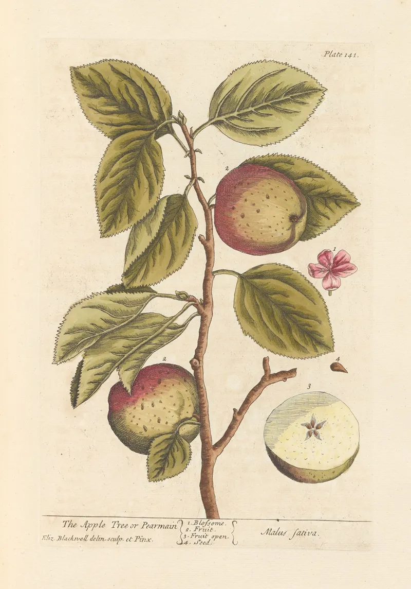 The Apple Tree Or Pearmain
